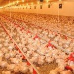 La multiplication de cas d’influenza aviaire préoccupe