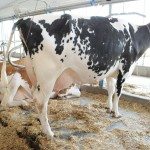 La vache Irène est classifiée Excellente (EX).