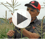 Votre maïs est-il pollinisé ?