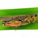 Criquet à pattes rouges - PHOTO : Laboratoire de diagnostic en phytoprotection — MAPAQ