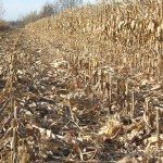 Rendement inespéré pour le maïs