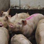 Les producteurs de porcs doivent profiter des marchés à terme maintenant