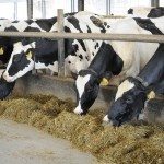 Il importe de donner les bons antibiotiques quand il faut