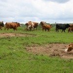 La hausse du prix des grains bientôt dans notre assiette