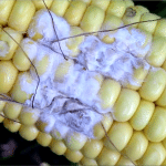 Les mycotoxines: Comment réduire leurs présences avant la récolte?