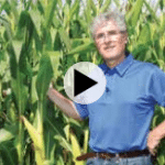  Un ennemi des feuilles et de la tige à surveiller