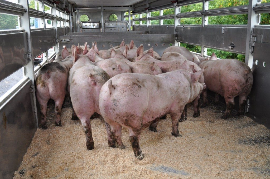 Une production porcine de plus en plus spécialisée Le Bulletin des