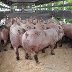 porcs dans un camion de transport