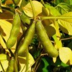 Percée canadienne dans une maladie du soya