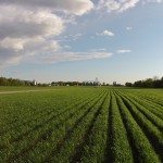 Blé d'automne sur billons. PHOTO : Benoit Fradin