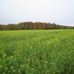 Champ de canola à la Ferme Duo-Lait