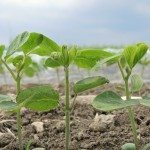Dans la parcelle sous-plastique les plants de soya avaient atteint le stade deux feuilles trifoliées. Une différence représentant environ une semaine de croissance.