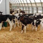 Lait : quelle est la meilleure quantité de colostrum à servir aux veaux?