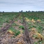 Semis direct sous couvert végétal