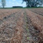 Maïs sous couvert végétal seigle d'hiver