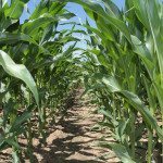 Marché des grains: Le maïs atteint un sommet en cinq ans