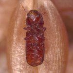 Petit perceur des grains. PHOTO : Commission canadienne des grains