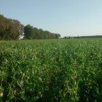Couvert semé le 20 juillet: avoine, féverole, radis, pois, sarrasin.