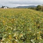 Comment contrôler le sclérotinia dans un champ de soya biologique ?
