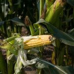 Maïs dans les parcelles