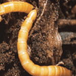 Des vers qui peuvent donner du fil à retordre