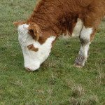 Lorsque le pâturage est trop ras, la vache n’a plus rien à manger. PHOTO: FRANCE BÉLANGER