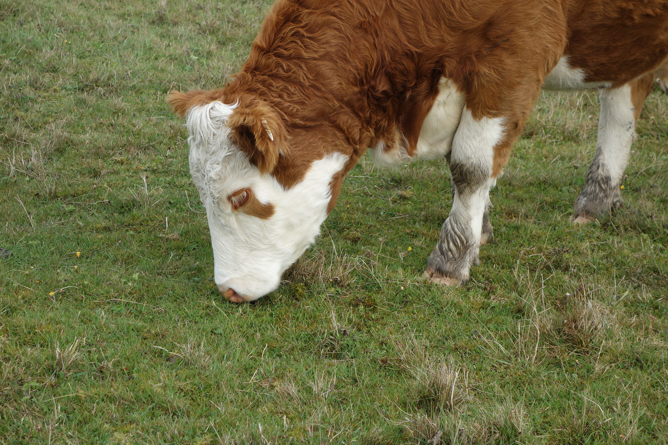 Lorsque le pâturage est trop ras, la vache n’a plus rien à manger. PHOTO: FRANCE BÉLANGER