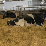 Les vaches laitières devront se mouvoir le plus souvent possible