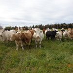 Si ces vaches veulent changer de pâturage, c’est qu’il ne reste pas suffisamment d’herbe intéressante à brouter. PHOTO: FRANCE BÉLANGER