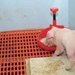 Dans les jours suivant la castration et la taille de la queue, les porcelets reprennent leurs activités normalement. PHOTO: MARIE-JOSÉE PARENT