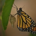 Un nouveau fonds pour les espèces menacées