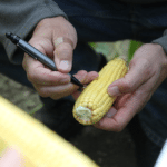 Marché des grains: Semaine positive à Chicago
