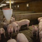 Les tensions commerciales ont affecté le secteur agricole québécois