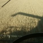 Marché des grains: Le soya à son niveau le plus bas en cinq mois