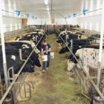 Une aide financière 1,75 milliards pour les producteurs de lait