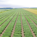 Les chercheurs du centre ont accès à une terre de 14 hectares servant aux parcelles de recherche. Quelque 10 600 parcelles de lignées différentes sont aménagées chaque année.
