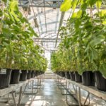 Cette serre de 2300 plants a un plancher en béton chauffant pour une meilleure croissance des plants. Elle est informatisée et munie d’une station météo.