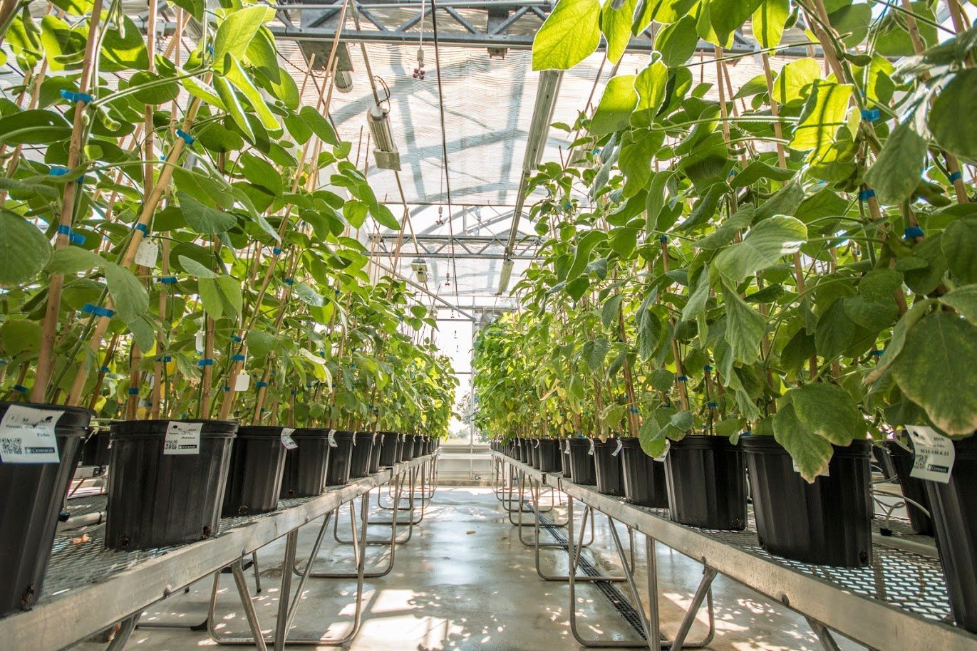 Cette serre de 2300 plants a un plancher en béton chauffant pour une meilleure croissance des plants. Elle est informatisée et munie d’une station météo.