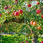 Apple tree in the garden.