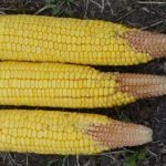 Pas de récolte exceptionnelle en vue