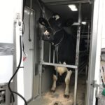 Lait : la génétique de plus en plus accessible