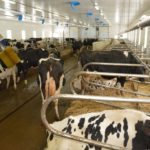 ferme laitière biologique