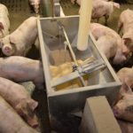 porcs et moulée