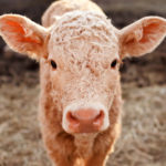 Brown calf in the corral close up, ears stick out.