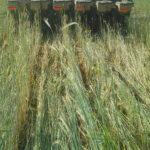Compaction, sols lourds et semis direct