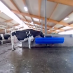 Visitez une ferme laitière sans vous déplacer