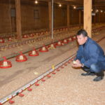 Magella Pépin observe le départ de ses poulets élevés sans antibiotiques.