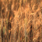 Marché des grains: Retour sur terre pour les grains