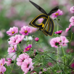 Le drone imite la pollinisation croisée de l'abeille.
Source: International Design Awards