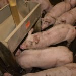 Le sans-antibiotique, est-ce pour moi?